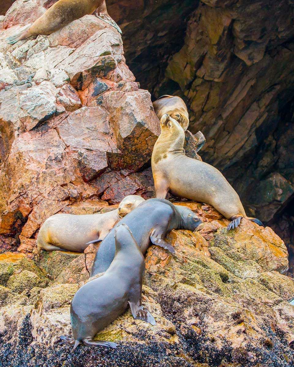 Seals-at-Isla-Ballestas-Peru on a tour from Lima