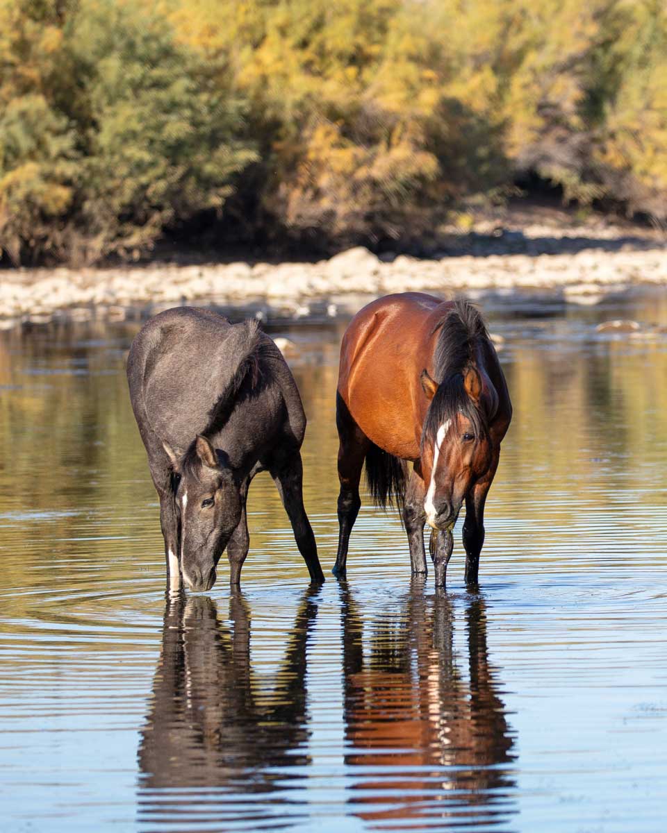 Wild horses in the Salt River neart Phoenix Arizona