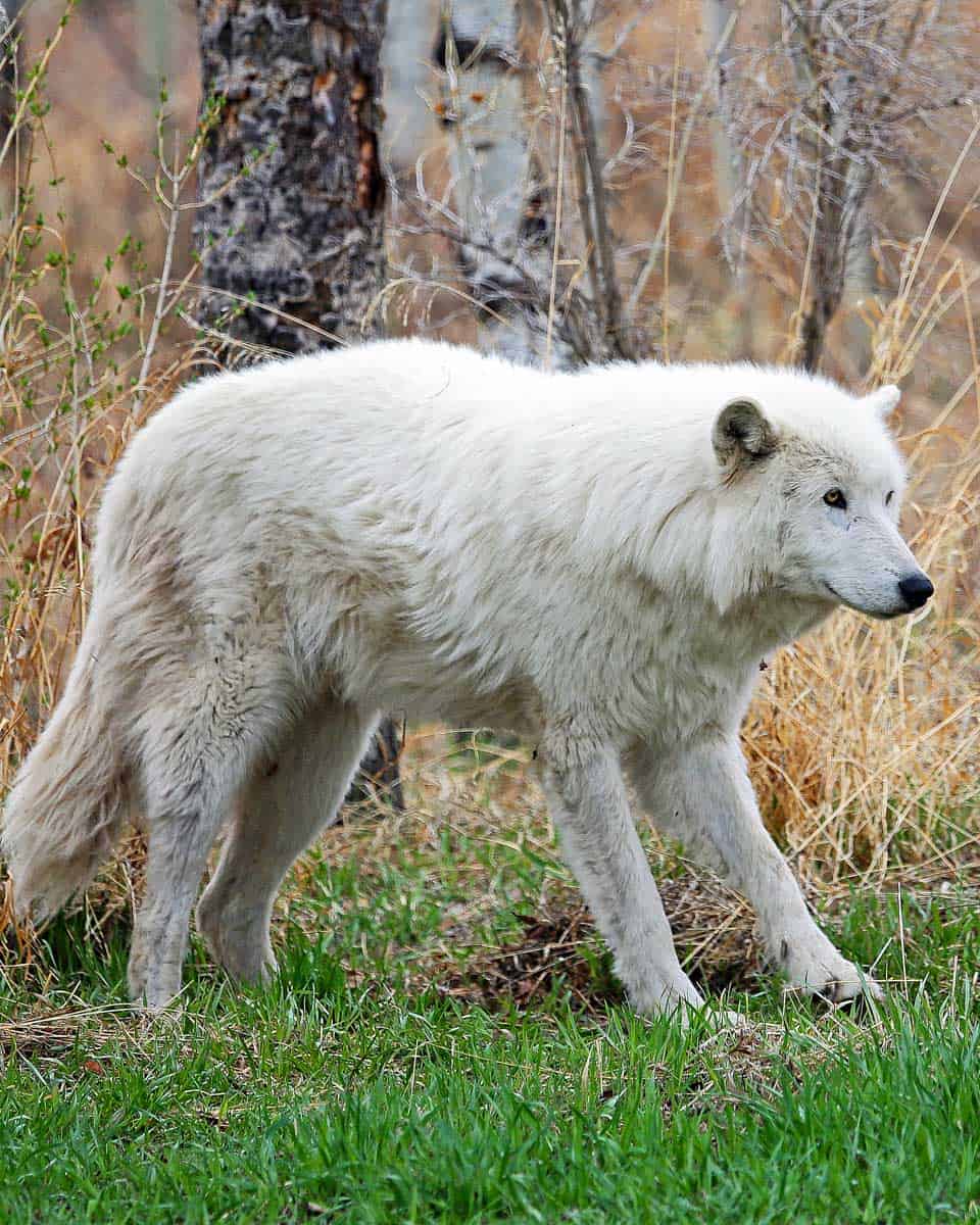 Yamnuska Wolfdog Sanctuary wolfdog seen neat Calgary, Alberta Canada (2)