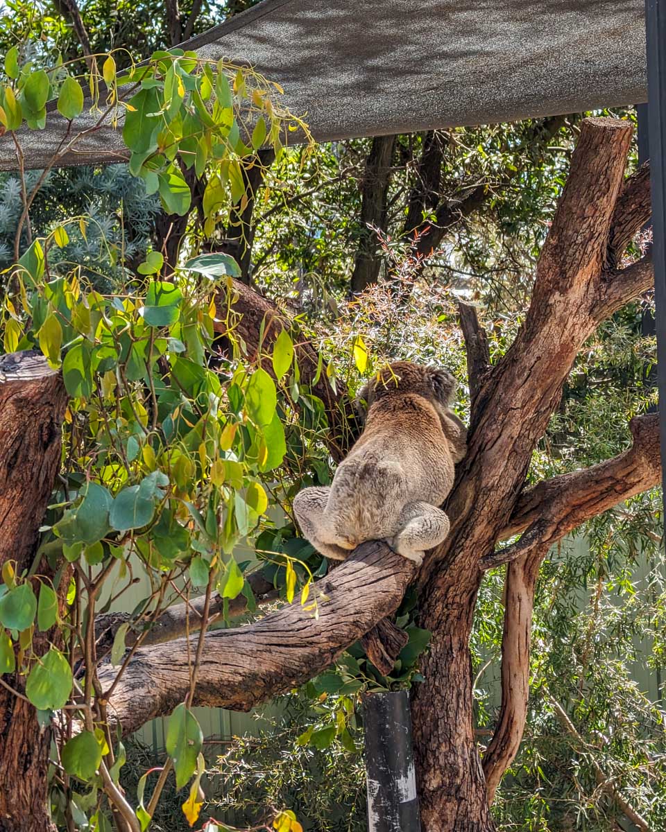 A-koala-at-a reserve in Kuranda on a tour from Cairns Australia