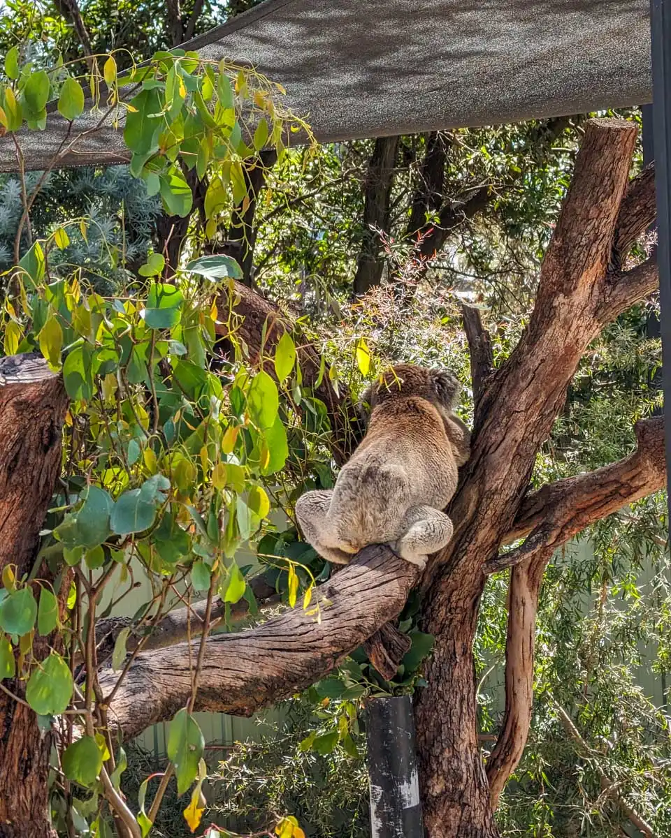 A-koala-at-a reserve in Kuranda on a tour from Cairns Australia