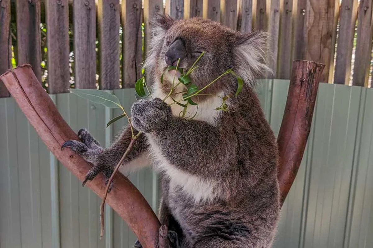 A-koala-at-the-Koala Gardens on a tour from Cairns Australia