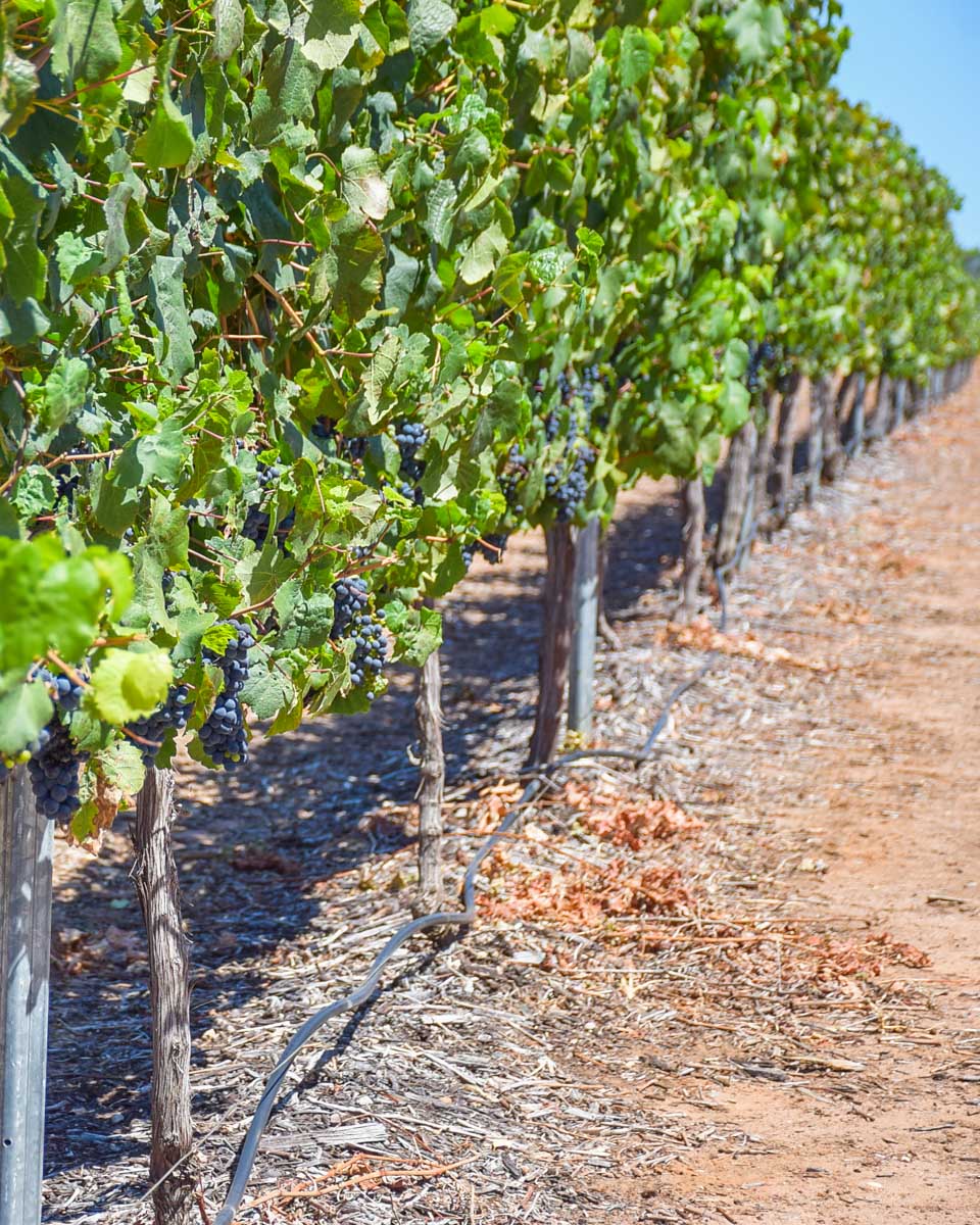 A-vineyard-seen-on-a-tour-from Livorno Italy
