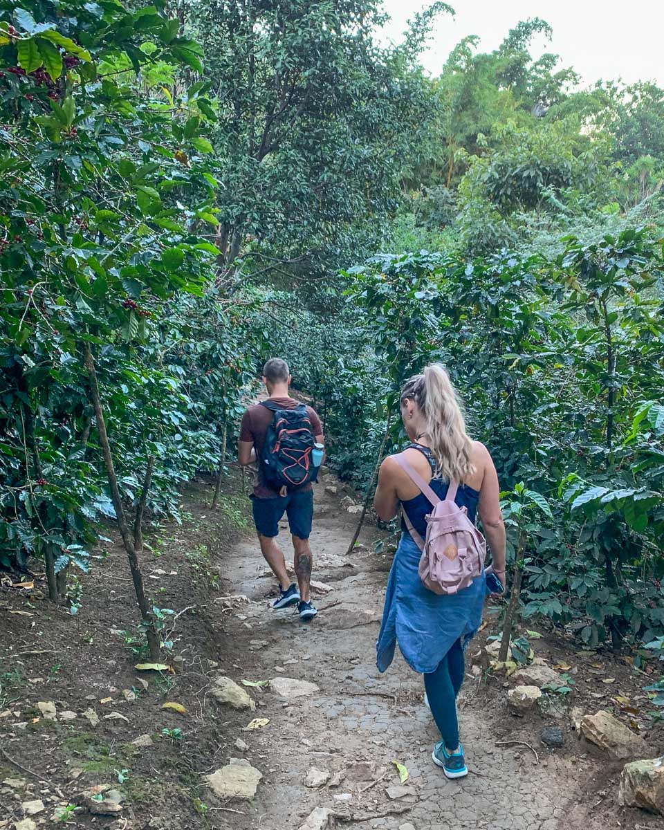 Bailey-and-Daniel-walk-through-a-coffee-plantation-near-Antigua Guatemala