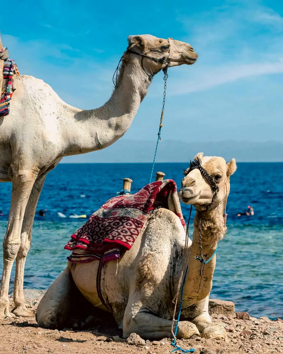 Camels-seen-by-the-sea-during-a-tour from Cabo San Lucas Mexico