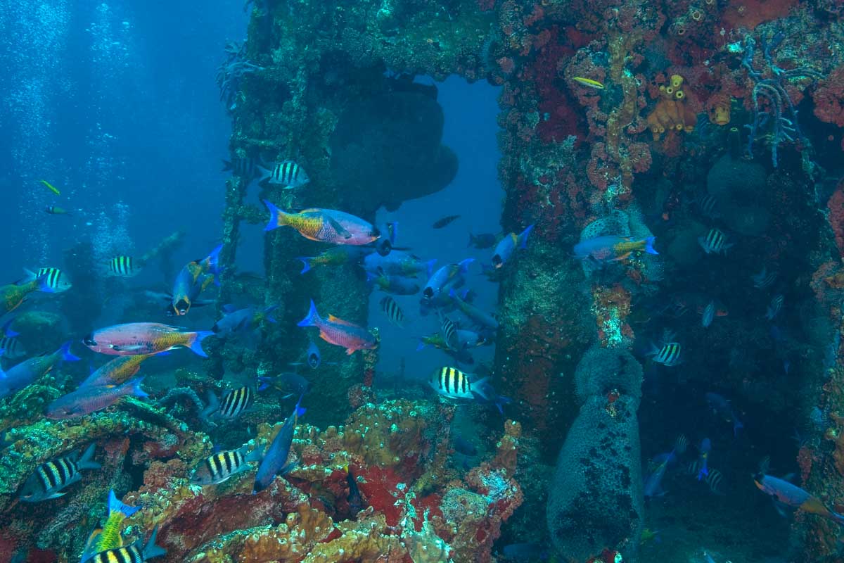 Marine life at a shipwreck seen on a catamaran cruise in Aruba