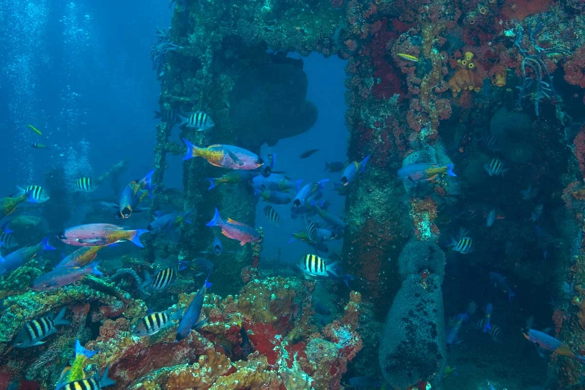 Marine life at a shipwreck seen on a catamaran cruise in Aruba