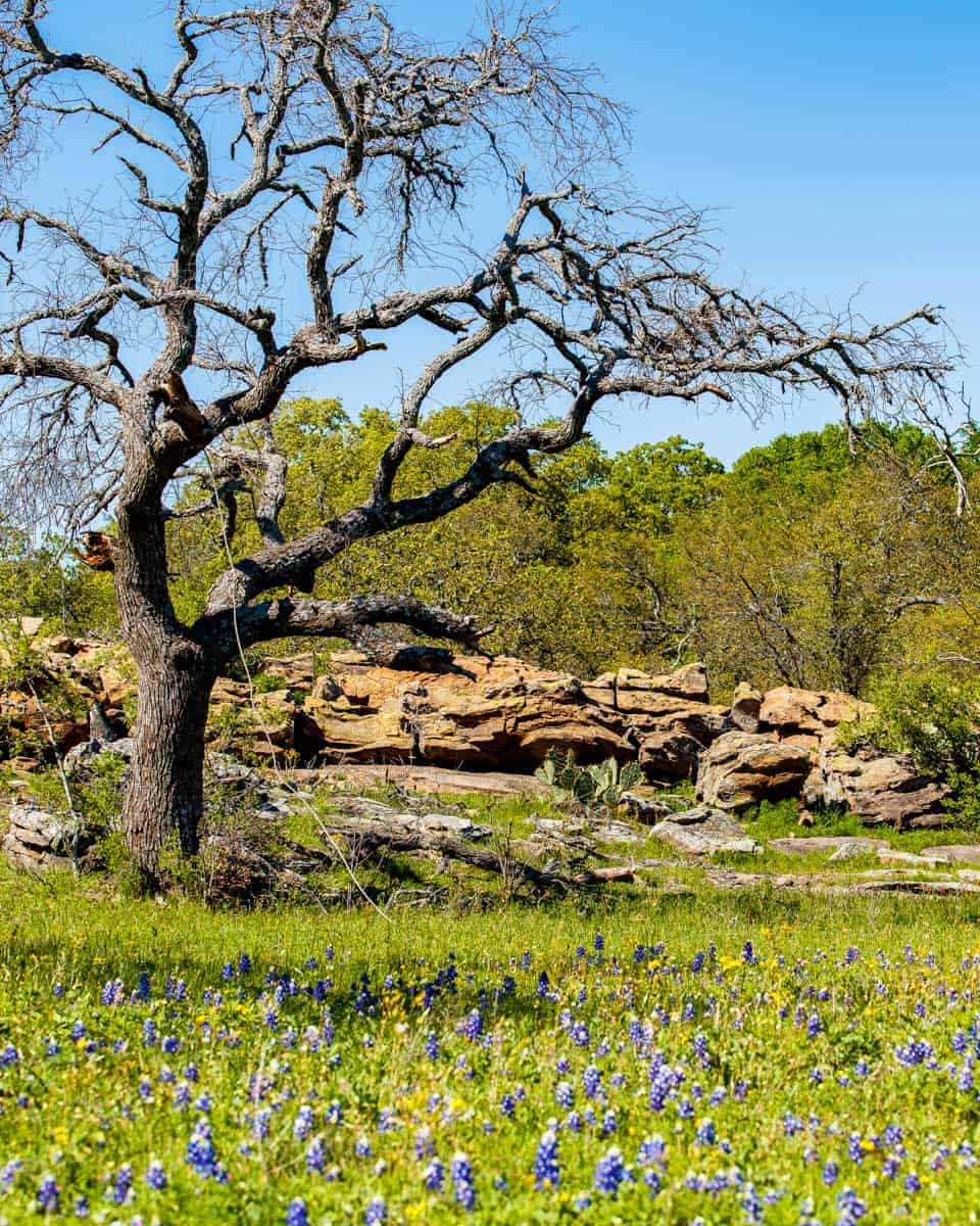Texas Hill Country seen on a tour from San Antonio Texas