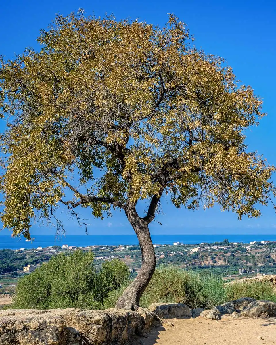 Valley of the Temples in Agrigento Sicily Italy