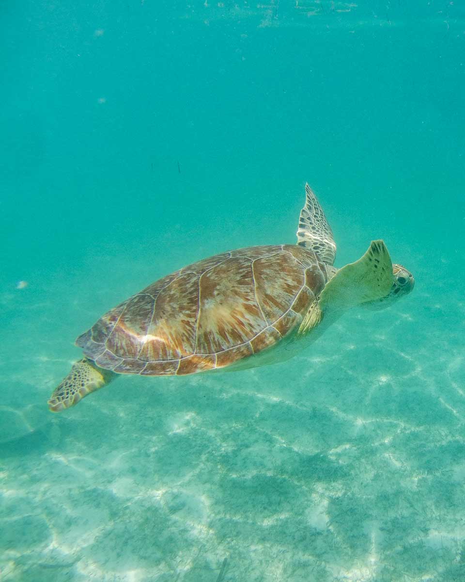 A-huge-turtle-swims-through-the-waters-on-a-tour-from Belize