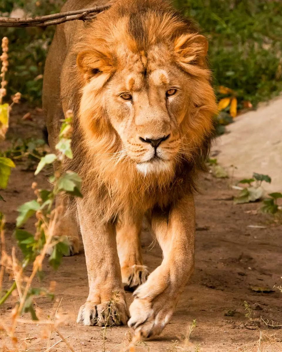 A lion seen on a safari tour from Cape Town South Africa