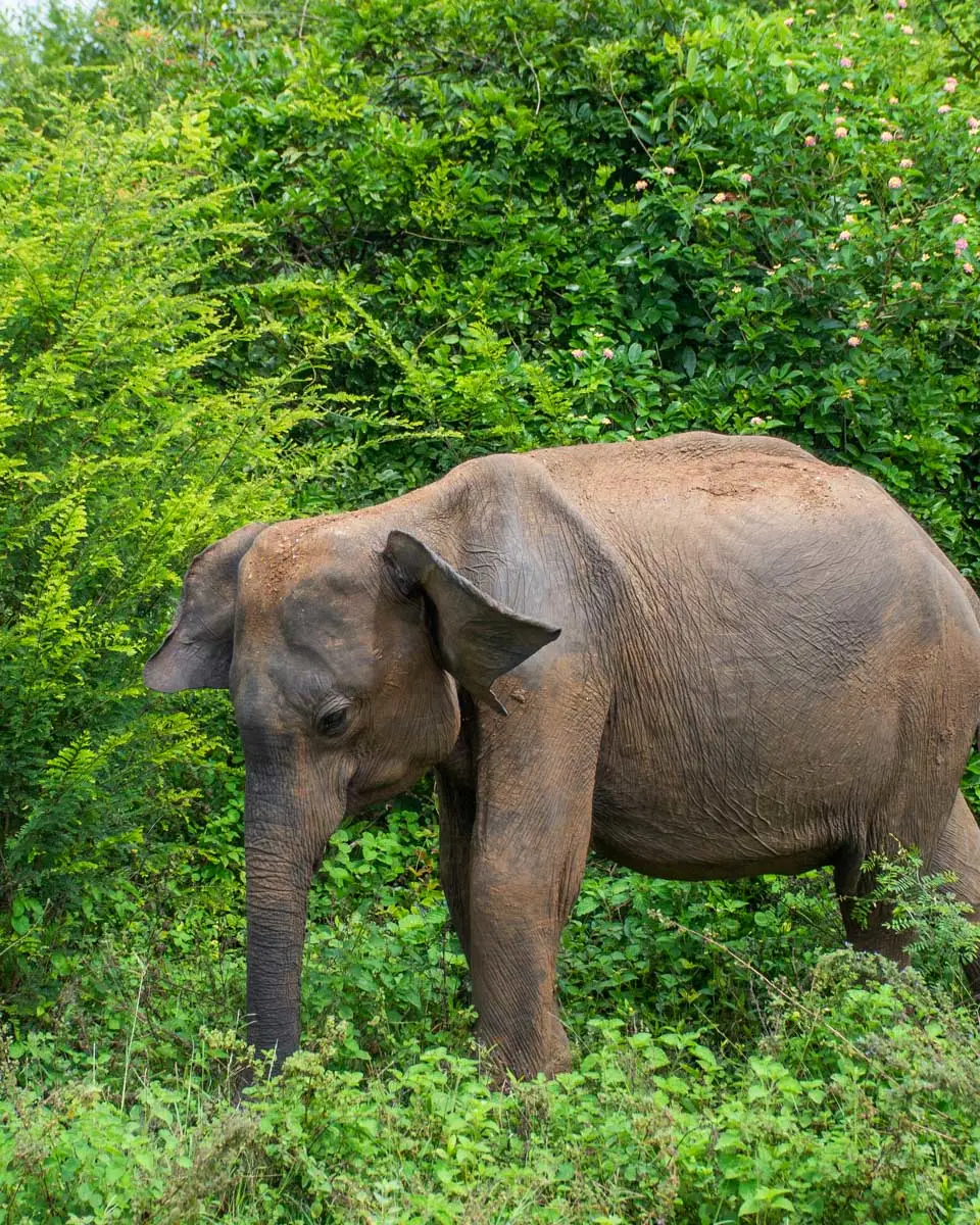 A-male-elephant-in-a-sanctuary-near-Chiang Mai Thailand
