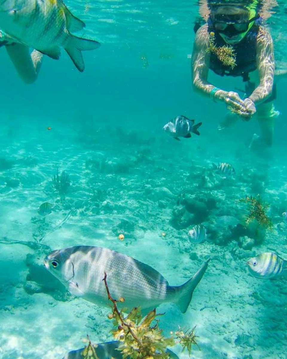 A-snorkel-tour-group-surounded-by-fish-at-Puerto-Vallarta-Mexico