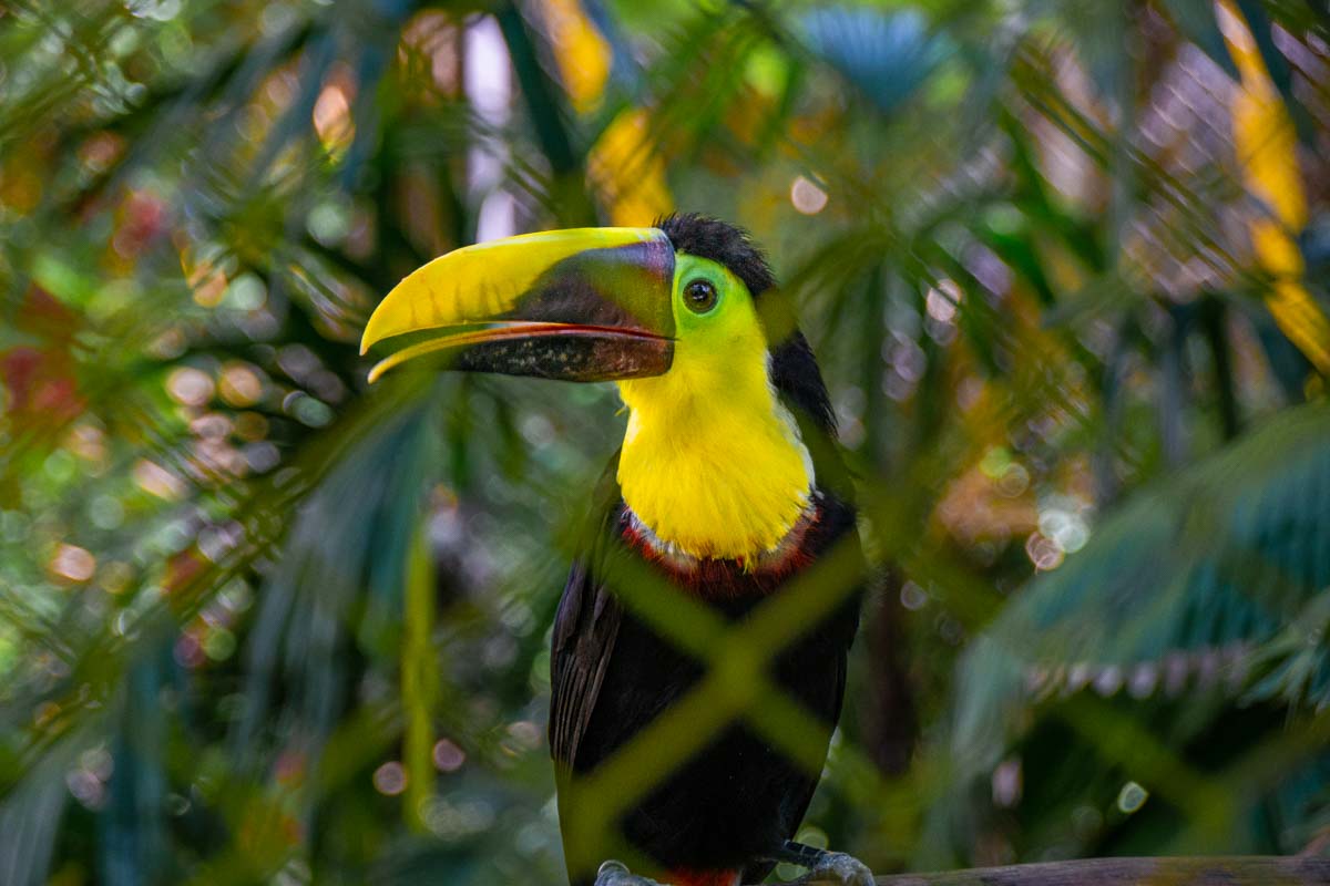 A-toucan-seen on a zipline tour from Puerto Vallarta Mexico