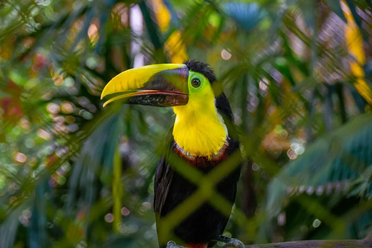 A-toucan-seen on a zipline tour from Puerto Vallarta Mexico