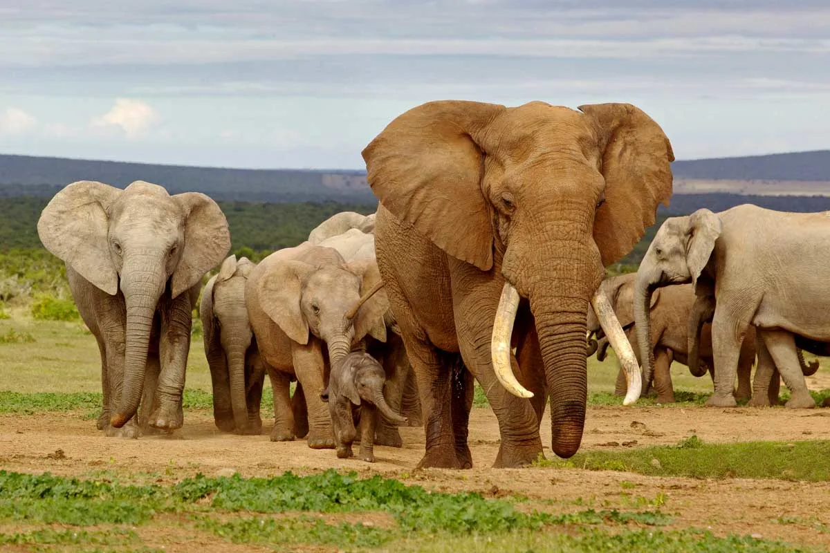 An elephant seen on a tour from Cape Town South Africa