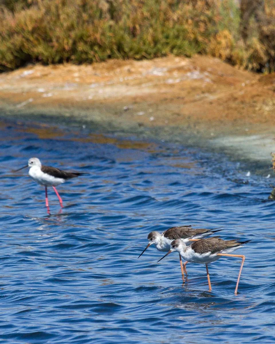 Birds seen on a segway birdwatching tour of Ria Formosa Natural Park on a tour from Faro Portugal