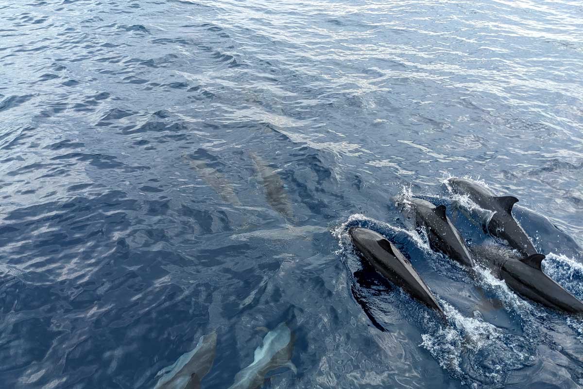 Dolphins-seen-on-a-tour from Faro Portugal