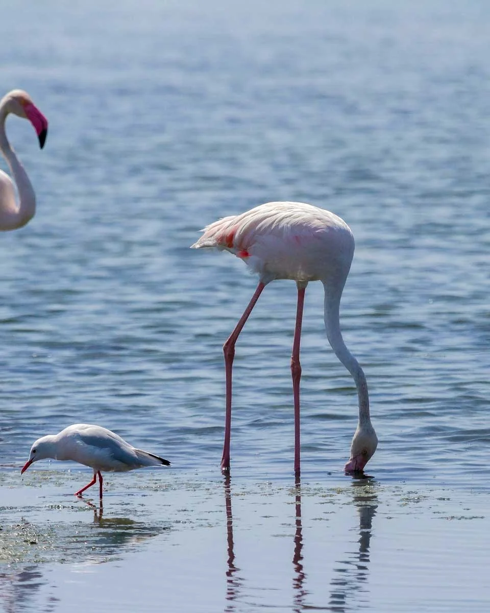 Flamingos seen on a segway birdwatching tour of Ria Formosa Natural Park on a tour from Faro Portugal