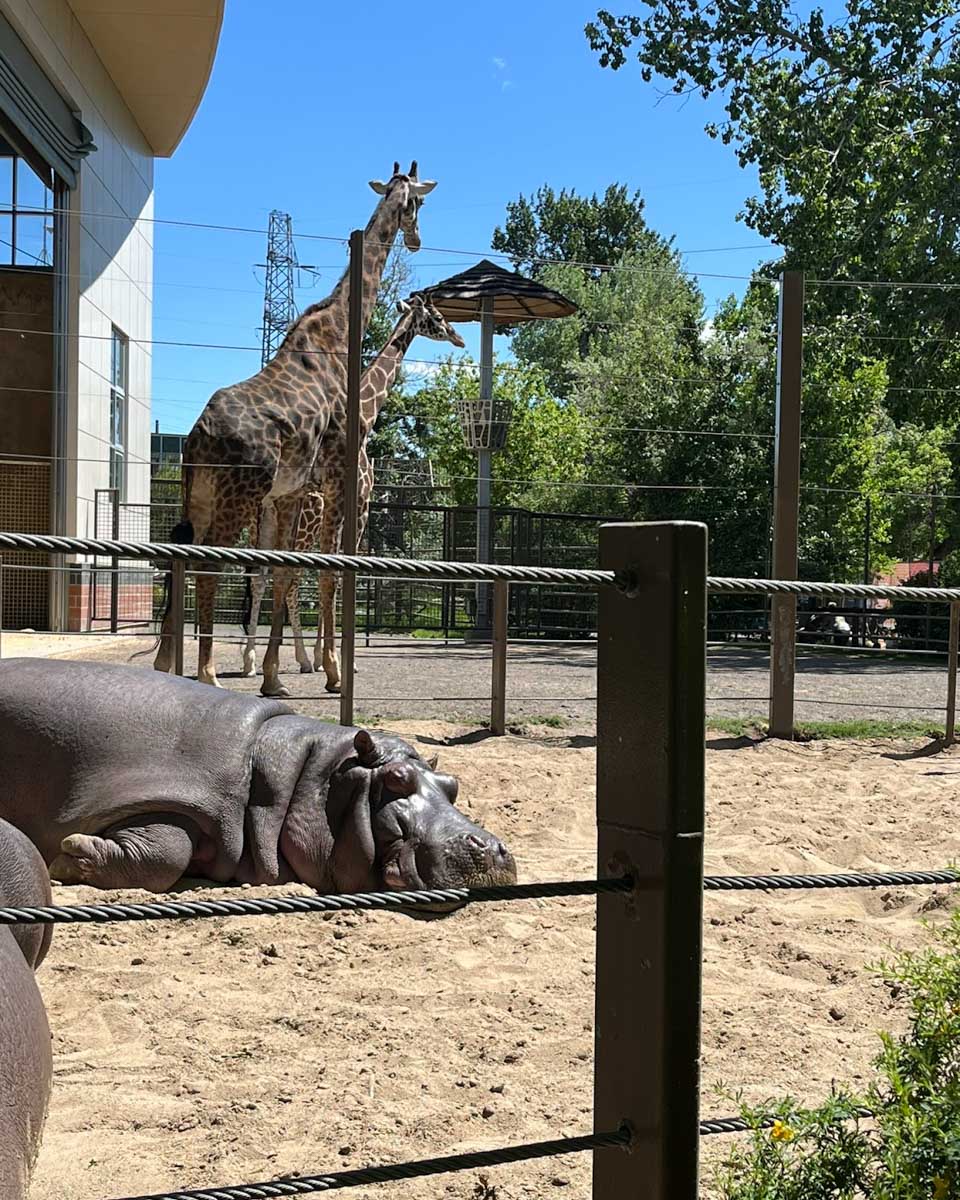 Hippos and giraffes seen at the Calgary Zoo
