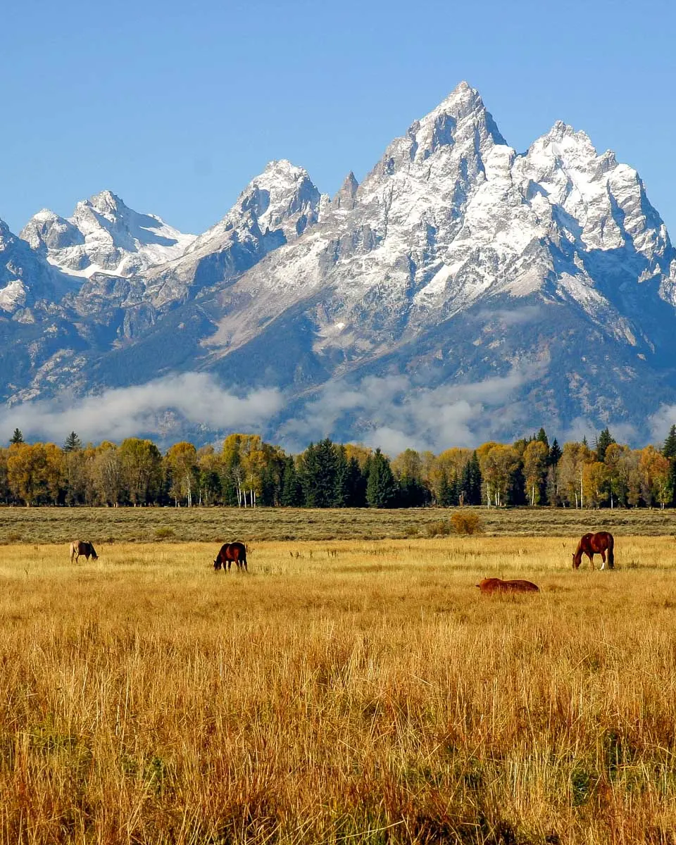 Horses graze by the Grand Tetons near Jackson Hole Wyoming