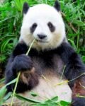Panda eating bamboo in Beijing China