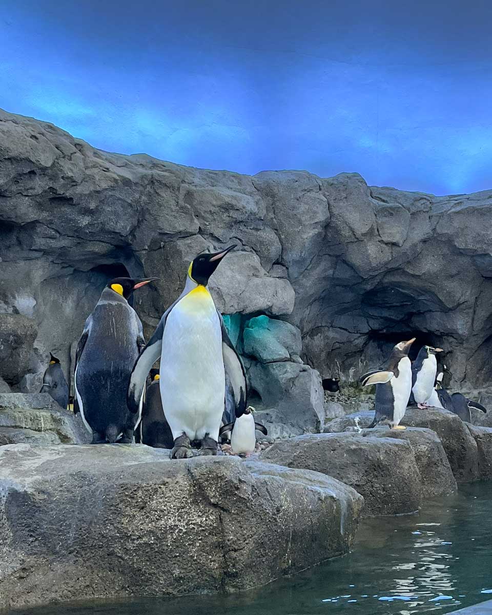 Penguins in the Penguin Plunge exhibit at the Calgary Zoo