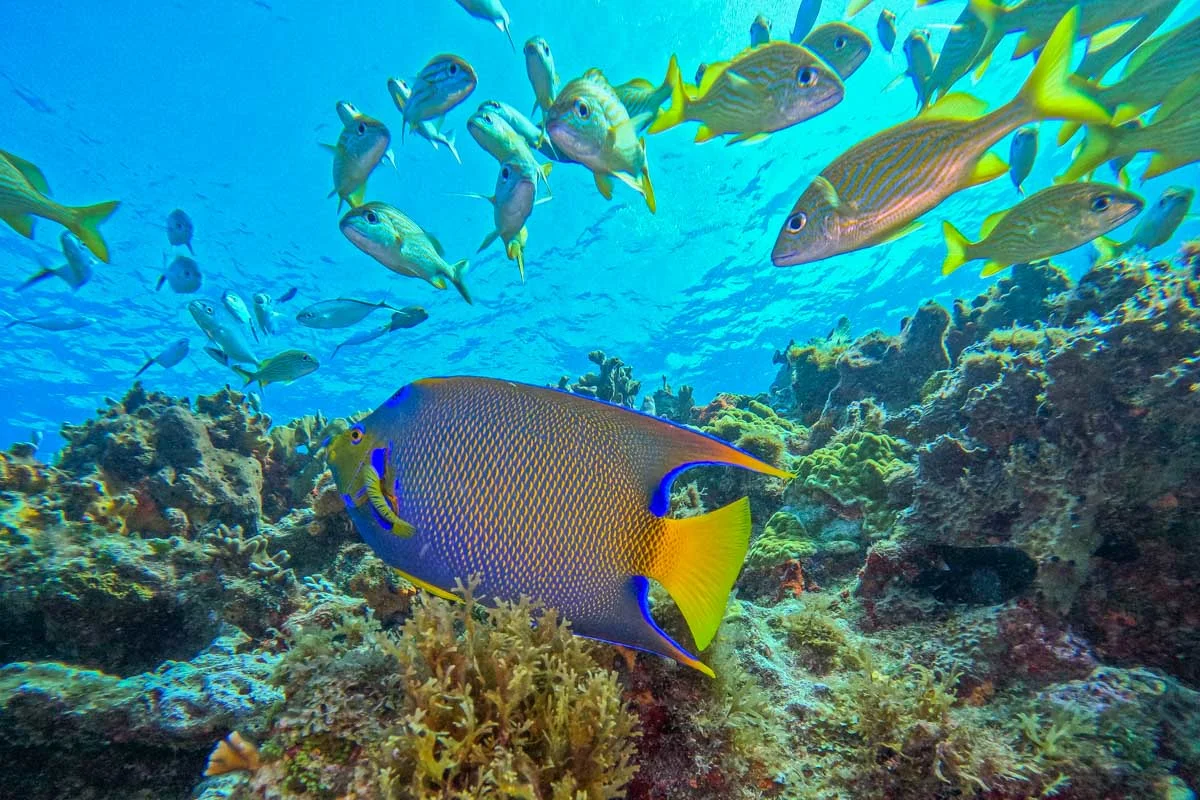 Tons-of-tropical-fish-swim-in-the-ocean-while-scuba-diving-off-the-coast-of-Curacao