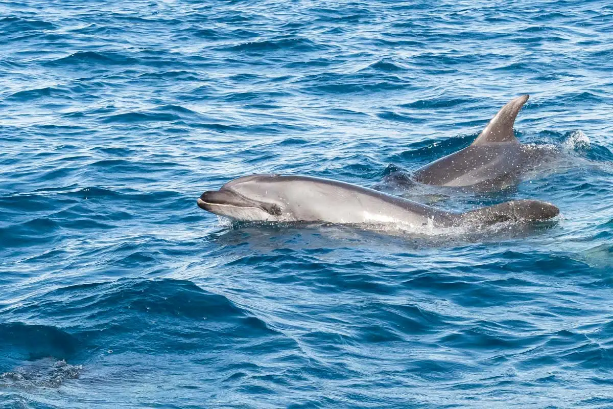 Two dolphins seen on a tour from Sardinia Italy