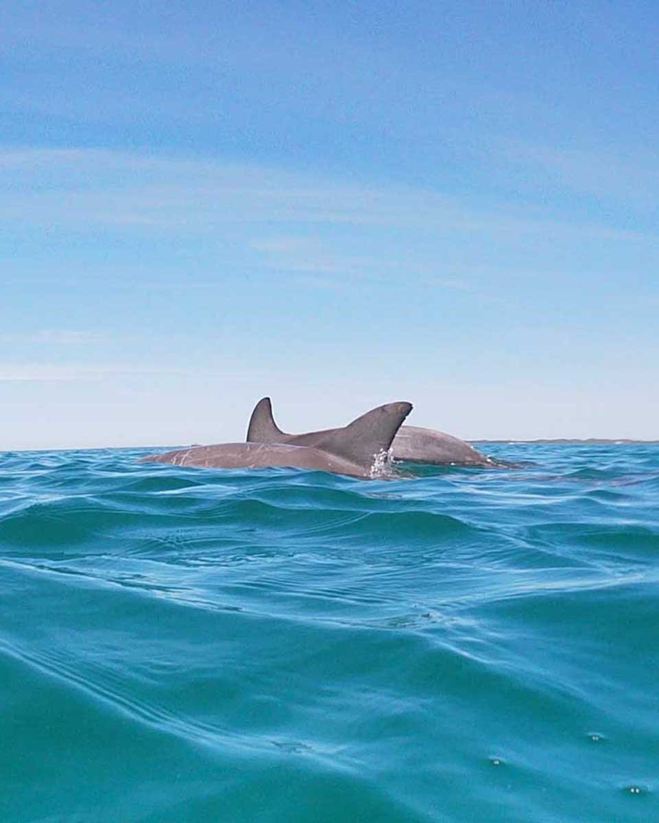 Two-dolphins-swim-int-he-water-in-front-of-us-in-Sardinia Italy