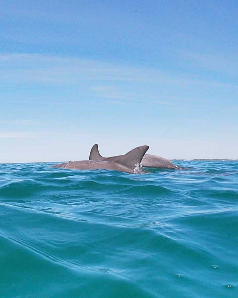 Two-dolphins-swim-int-he-water-in-front-of-us-in-Sardinia Italy