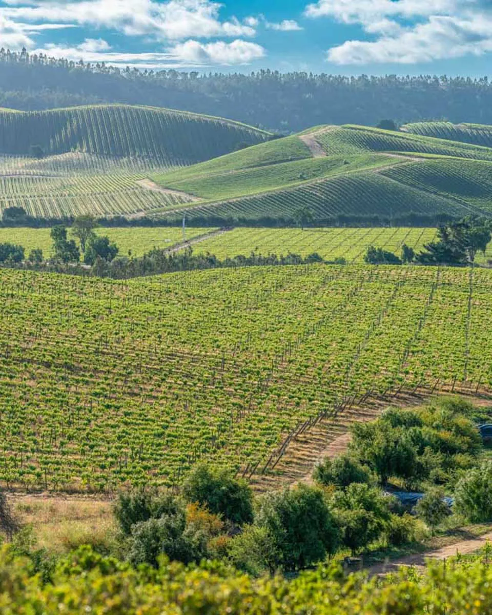Vast-vineyards-in-the-Casablanca-Valley-in-Chile