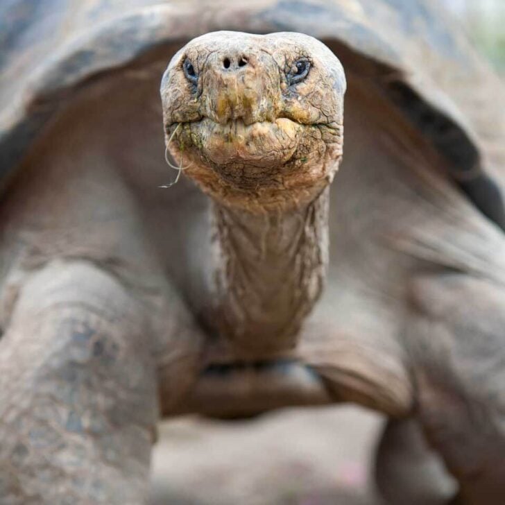 A Galapagos Tortoise seen on Isabela Island on a tour of the Galapagos Islands