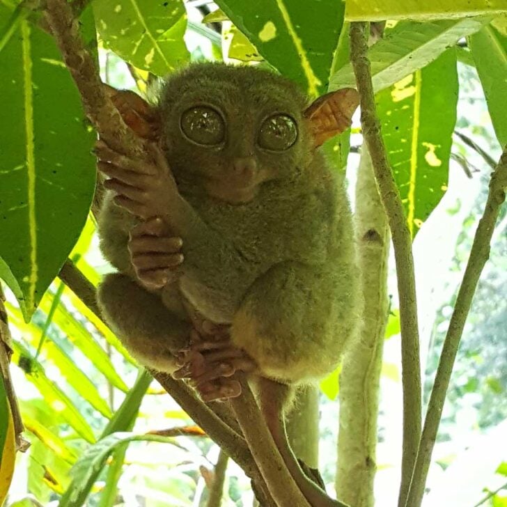 A-Pygmy-tarsier-seen-in-Bohol-Philippines
