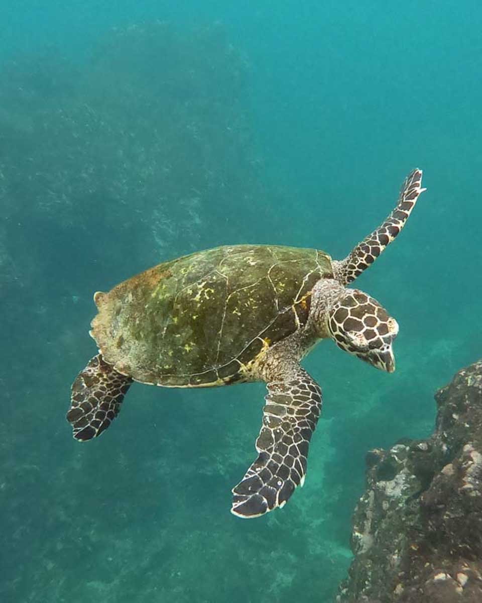 A-sea-turtle-while-snorkelling-on Floreana Island Galapagos Island Ecuador