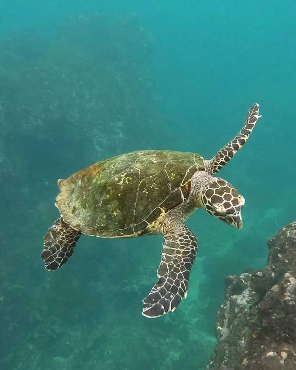 A-sea-turtle-while-snorkelling-on Floreana Island Galapagos Island Ecuador