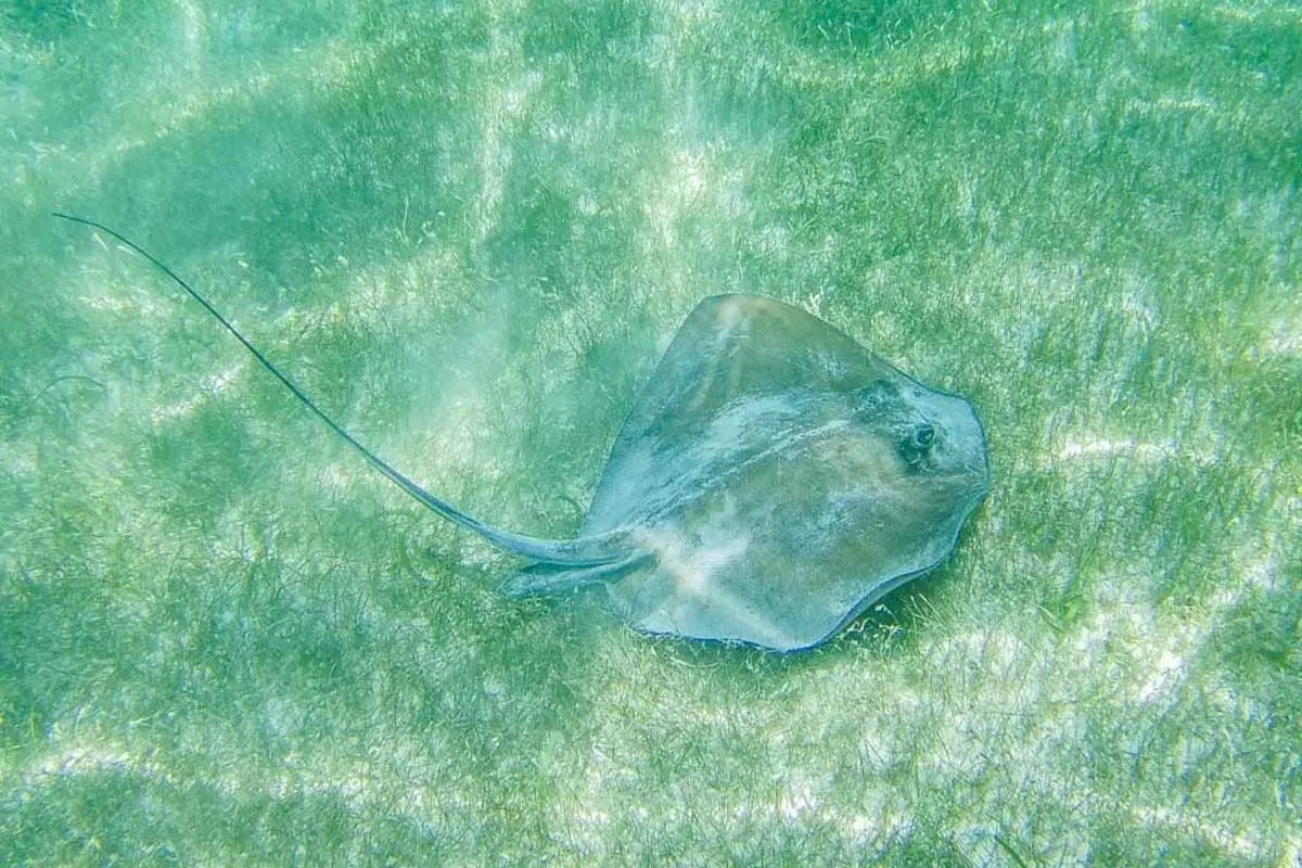 A-sting-ray-at-The-Beach-while-on-a-snorkeling-tour-in-Fajardo-Puerto-Rico