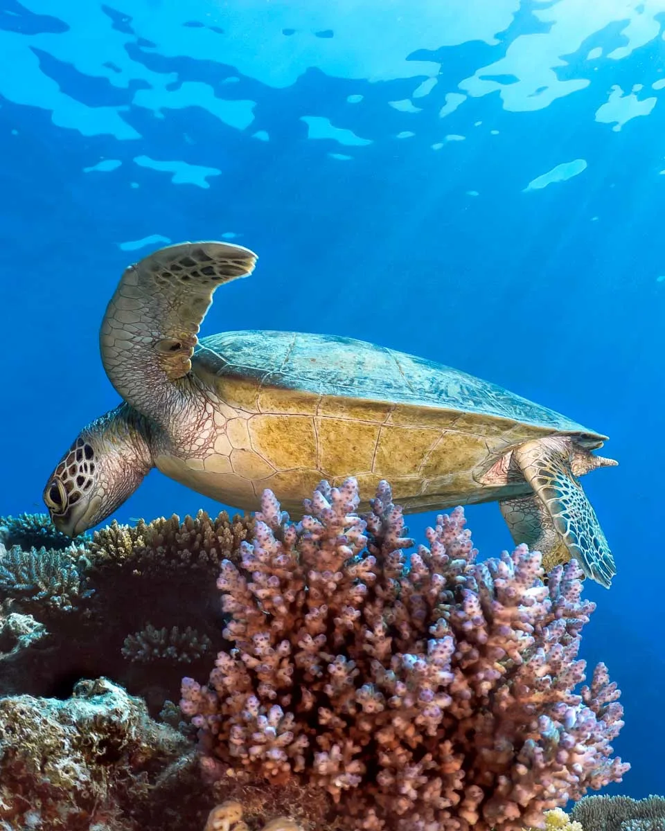A turtle seen snorkeling in Bonaire