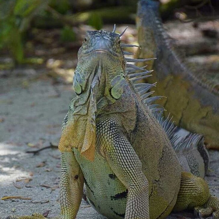 An-iguana-seen-on San Cristobal Island on a tour of the Galapagos Islands Ecuador