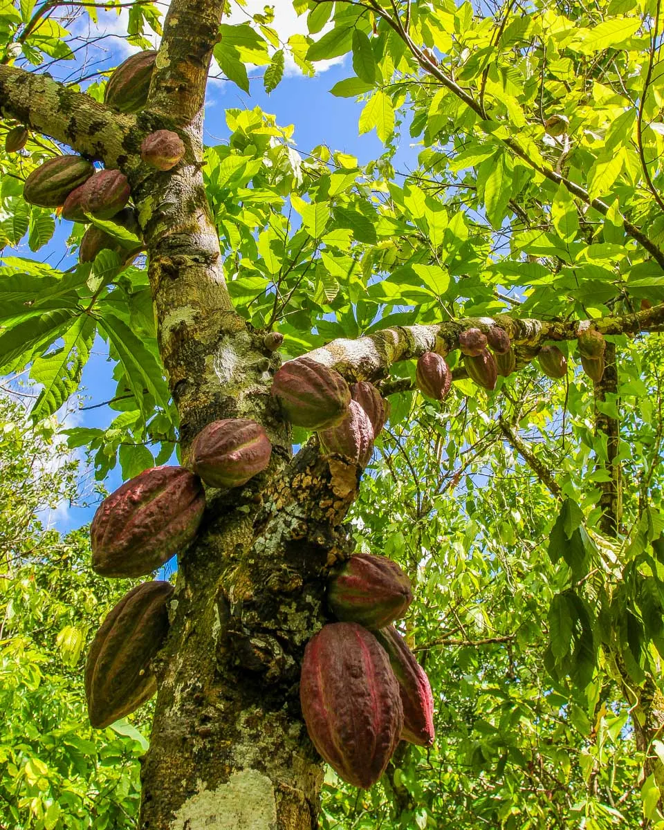 Cacao-sits-on-a-tree-at-a-farm-on-a-tour-in-Bohol Philippines