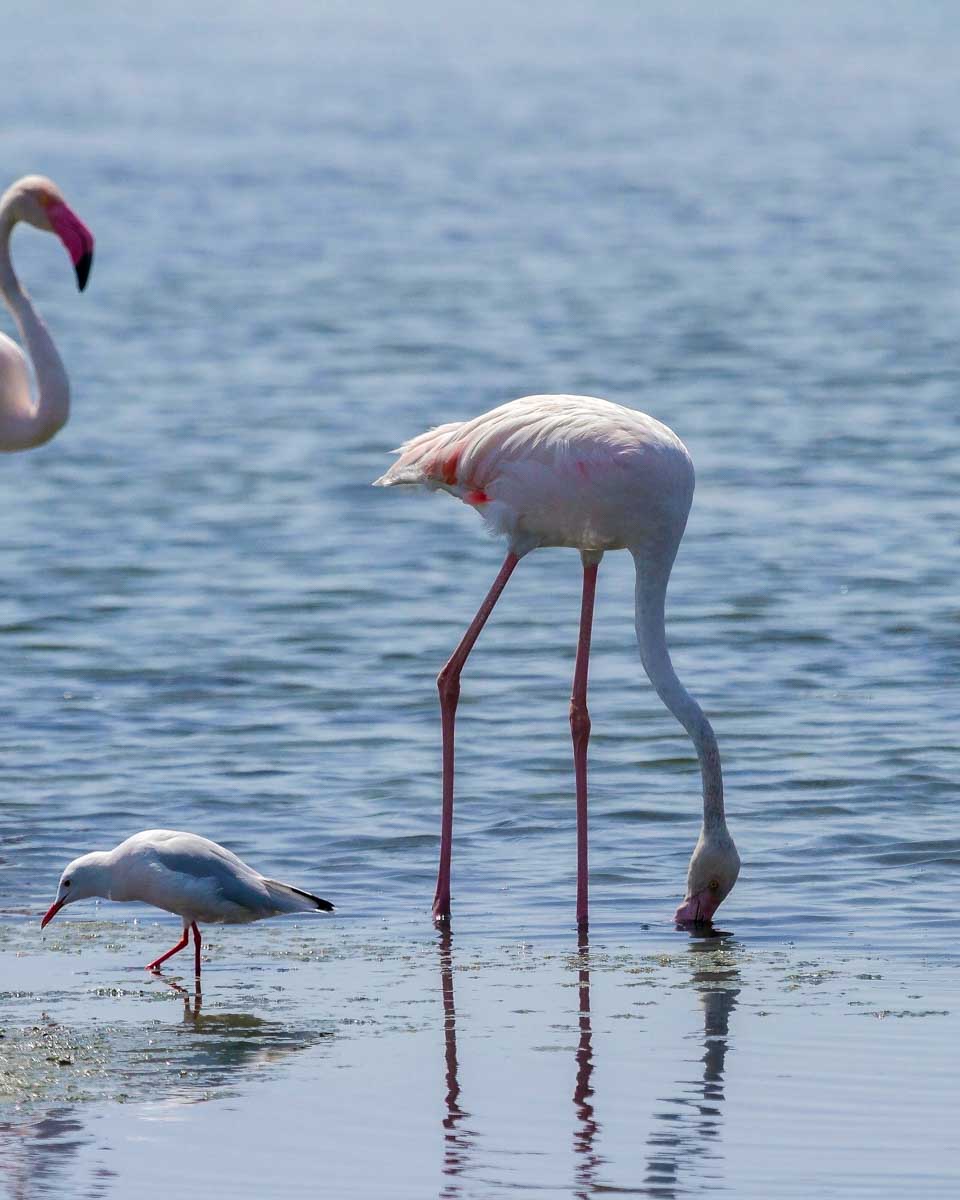 Flamingos-seen-on-a-tour-of-Isabela Island Galapagos Island