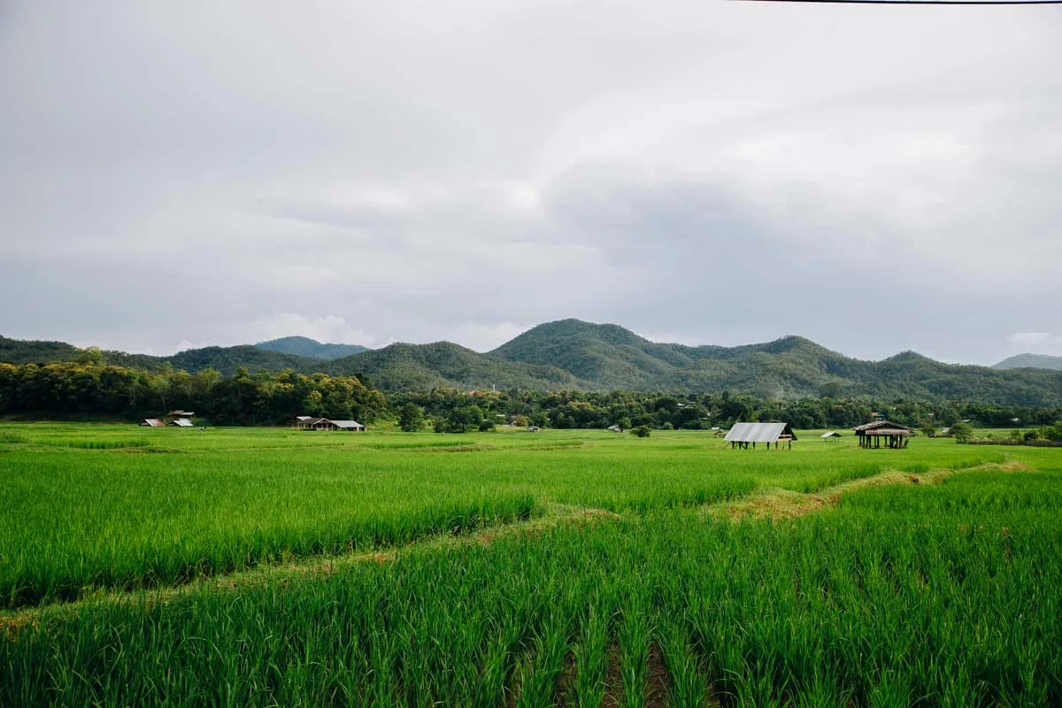 Rice fields at Hanoi, Vietnam seen on a bike tour