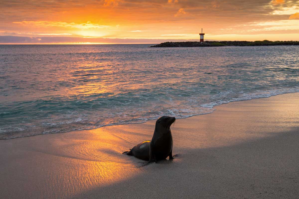 Where to Stay in the Galapagos Islands: 3 Areas & Hotels