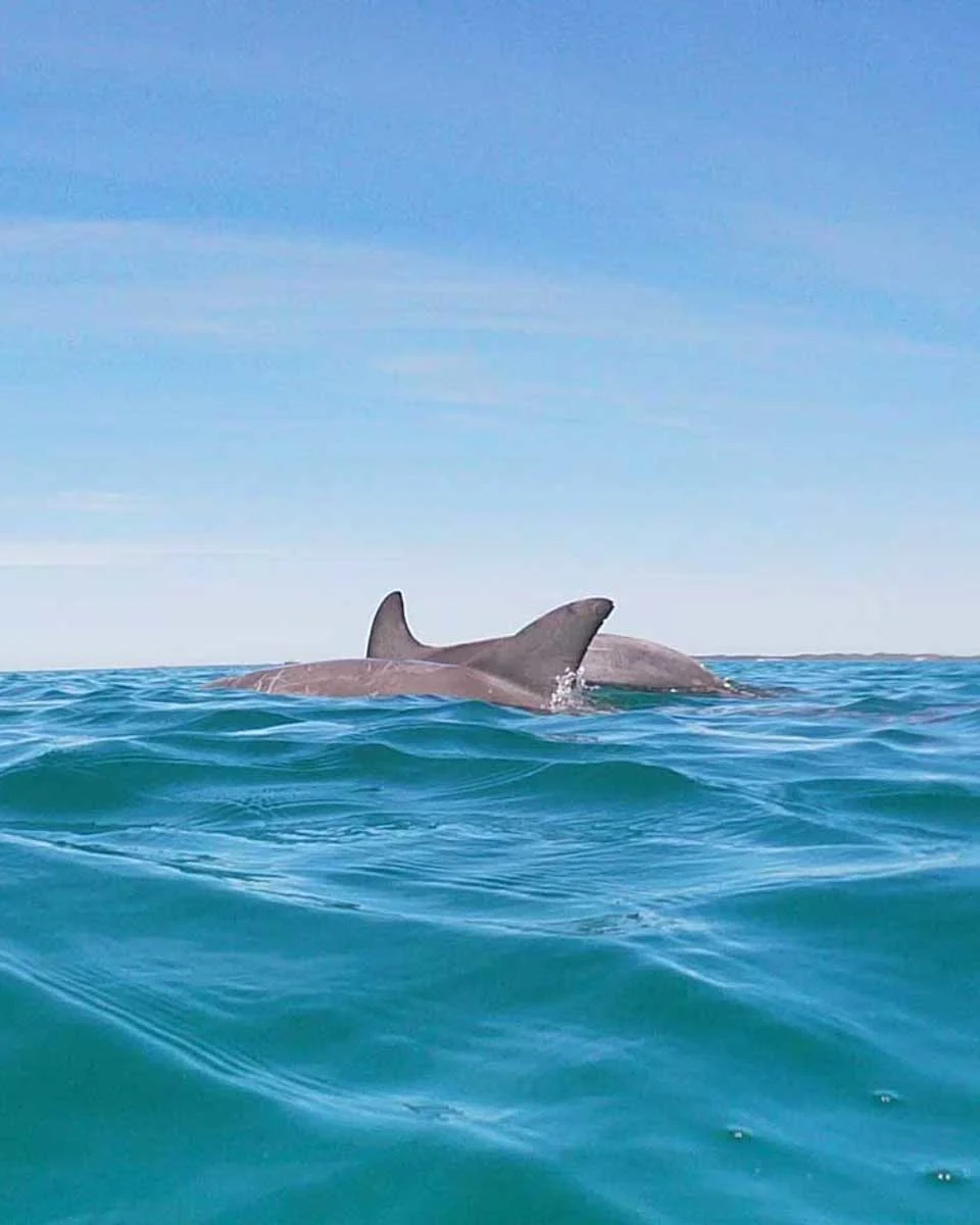 Two-dolphins-swim-int-he-water-in-front-of-us-in-Perth Australia