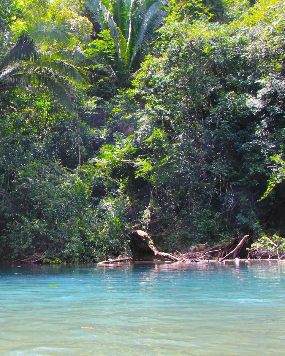 View of the river while river tubing in Dominica