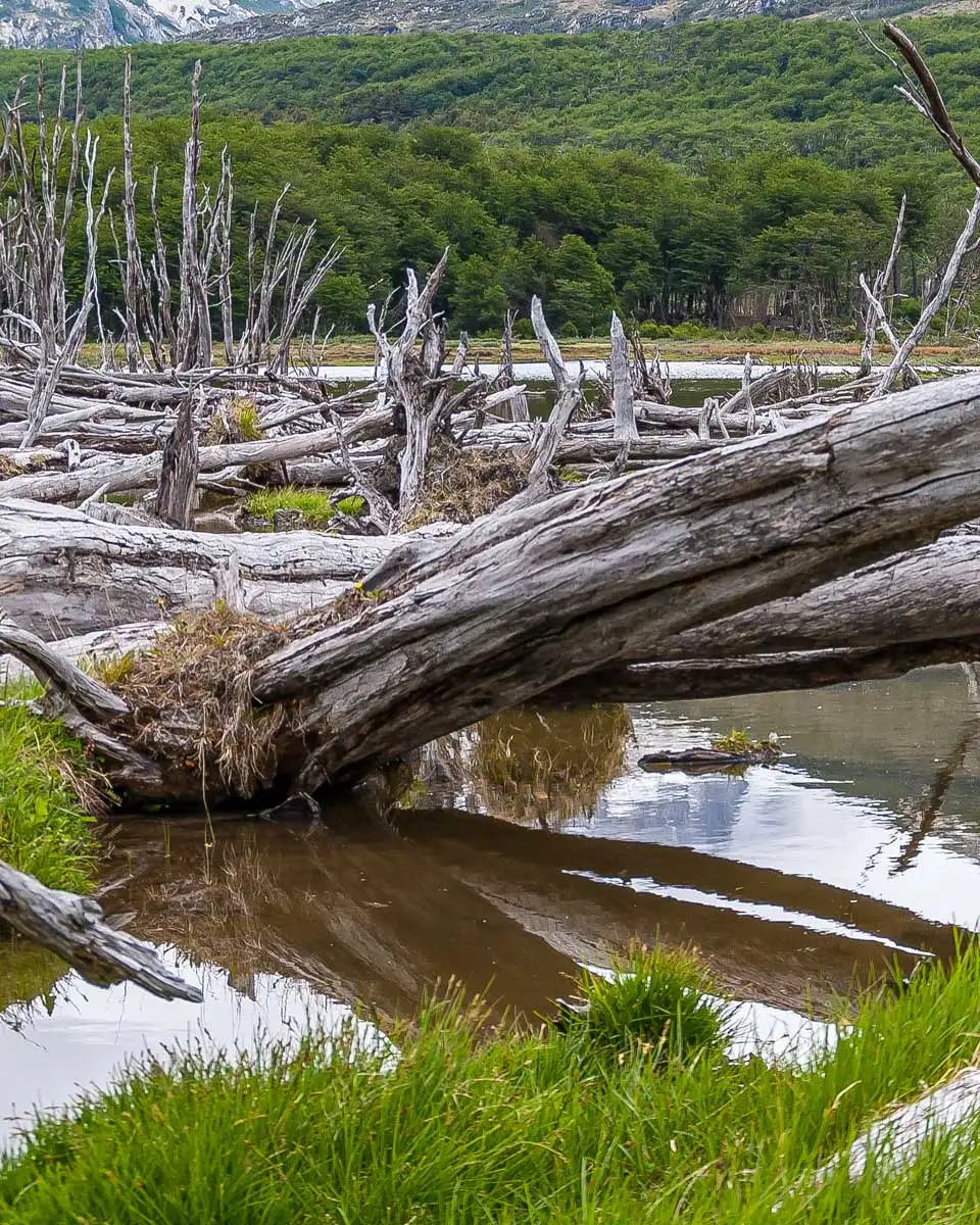 Views of Tierra del Fuego National park on a tour from Ushuaia Argentina (1)