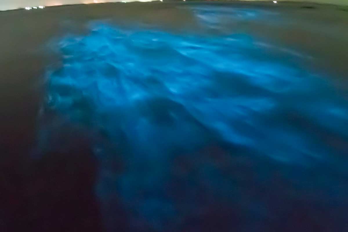 bioluminescent-plankton-seen-on-a-tour-from-Puerto Rico