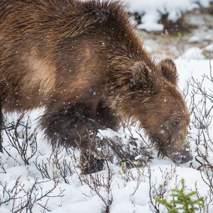 A grizzly bear in the snow at the Alaska Wildlife Conservation Center on a tour from Anchorage Alaska (2)