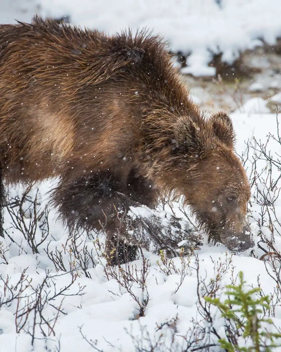 A grizzly bear in the snow at the Alaska Wildlife Conservation Center on a tour from Anchorage Alaska (2)