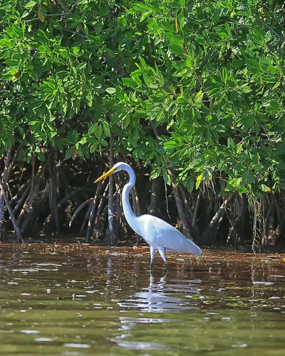A heron seen in mangroves on a tour from Martinique